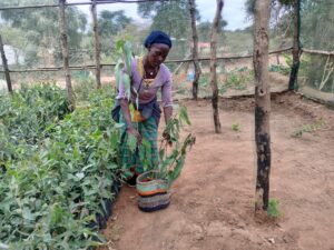 Mbithe Paul Selecting Tree Seedlings at Mbite Ngwitike Tree Nursery