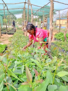 Nursery Management in the Tree Net House