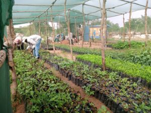 Trees in the Net House – Community Group Members Working